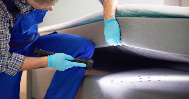 Wasp Removal Services in Olivarez, TX