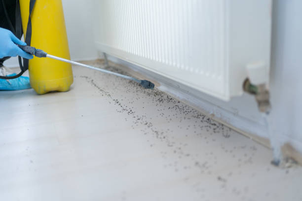 Best Wasp Removal Services  in Olivarez, TX