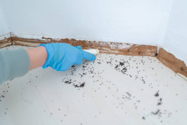 Best Mosquito Control Services  in Olivarez, TX
